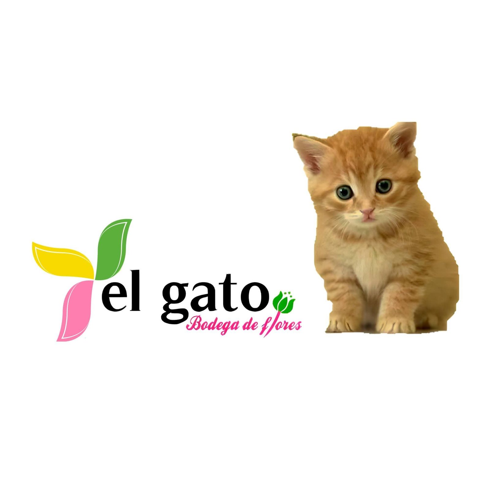 El Gato